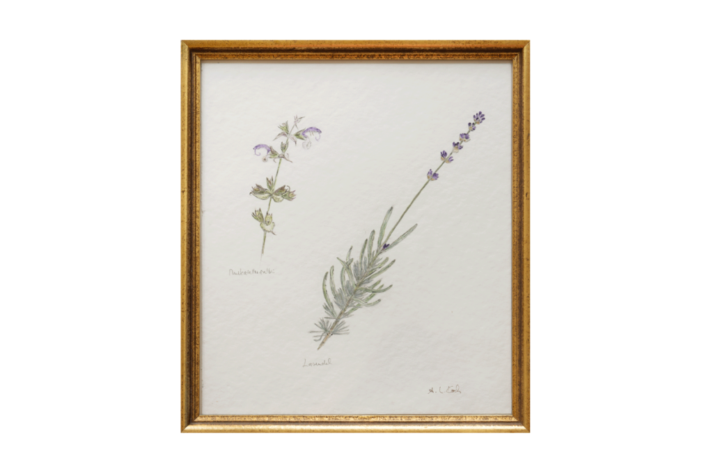 Lavendel