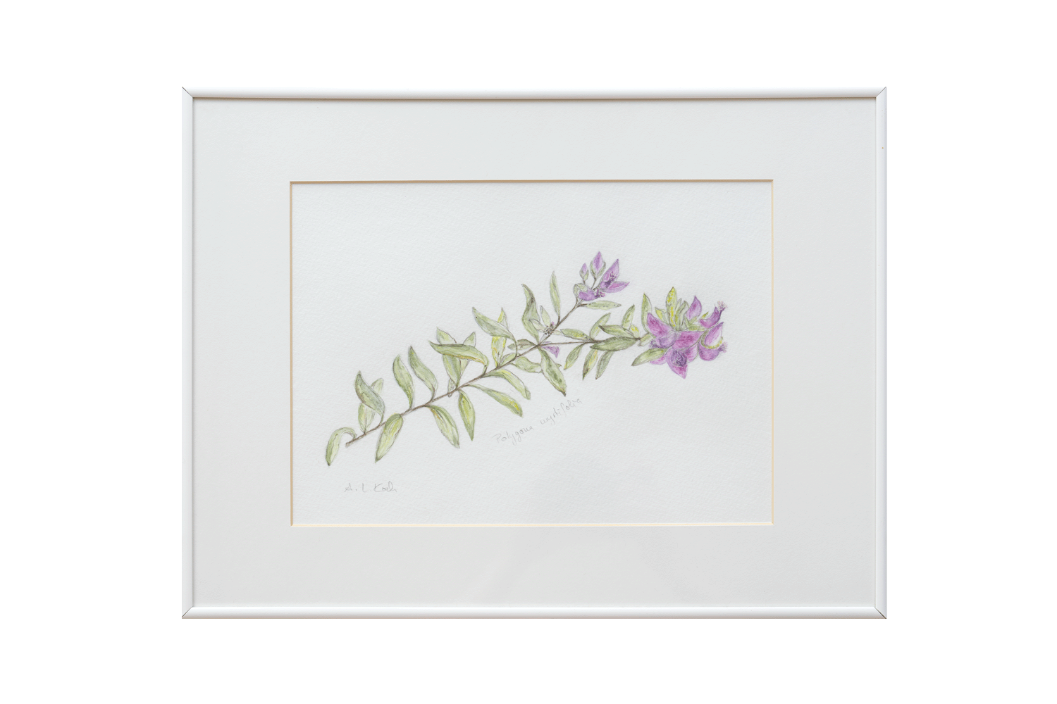 Polygala myrtifolia