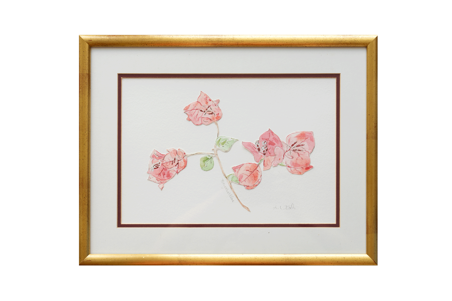 Bougainvillae