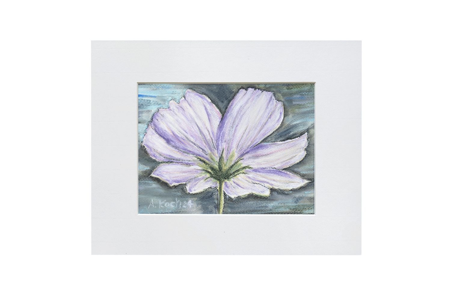 Zarte Cosmea